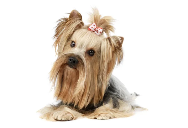 Studio Shot Lovely Yorkshire Terrier Lying Looking Curiously Cute Ponytail — Foto de Stock