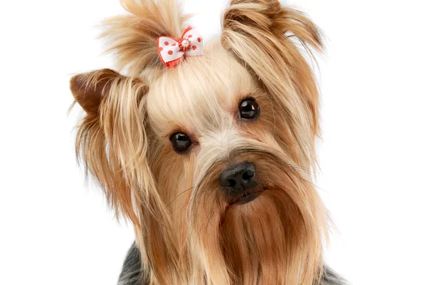 Portrait Lovely Yorkshire Terrier Looking Curiously Camera Cute Ponytail — Stockfoto