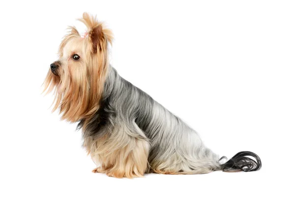 Studio Shot Lovely Yorkshire Terrier Cute Ponytail Sitting Looking Curiously — Stok fotoğraf