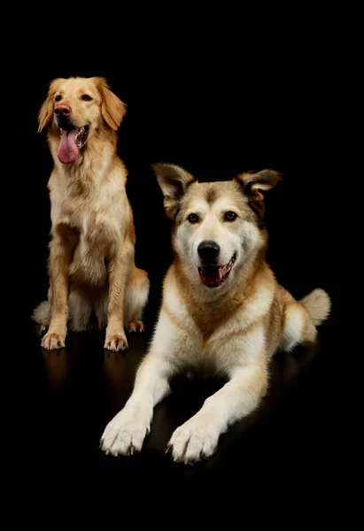 Studio Shot Adorable Golden Retriever Mixed Breed Dog Having Fun — Fotografia de Stock