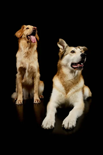 Studio Shot Adorable Golden Retriever Mixed Breed Dog Having Fun — Fotografia de Stock