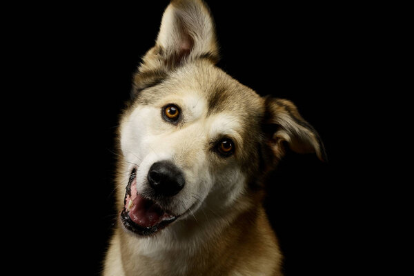 Portrait of an adorable mixed breed dog with amber eyes looking satisfied