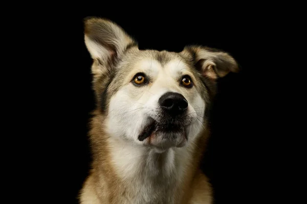 Portrait Adorable Mixed Breed Dog Amber Eyes Looking Curiously — Zdjęcie stockowe