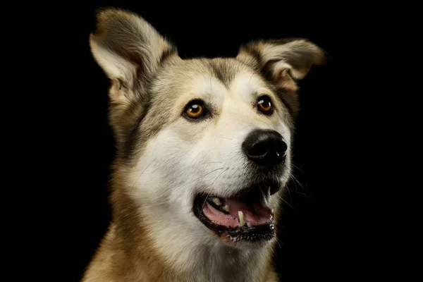 Πορτρέτο Ενός Αξιολάτρευτο Μικτή Φυλή Σκυλί Κεχριμπαρένια Μάτια Που Αναζητούν — Φωτογραφία Αρχείου