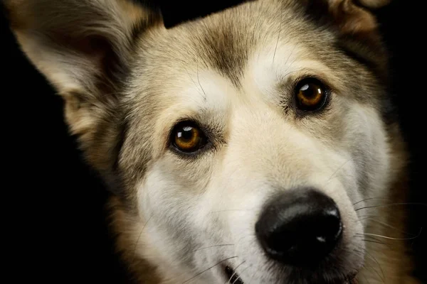 Retrato Adorable Perro Raza Mixta Con Ojos Ámbar Mirando Curiosamente — Foto de Stock