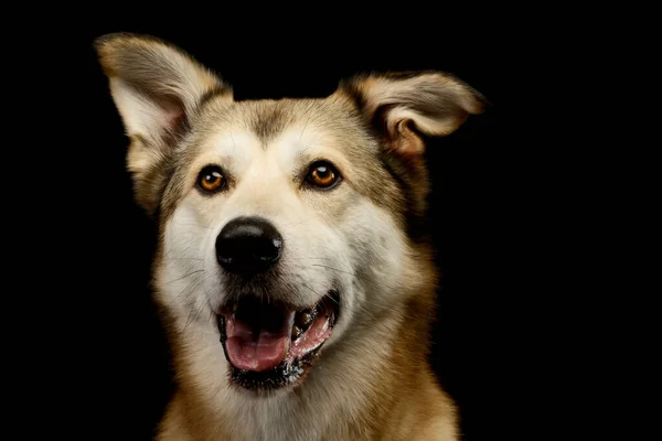 Portrét Rozkošného Smíšeného Psa Jantarovýma Očima Vzhlížejícího Zdá Spokojený — Stock fotografie