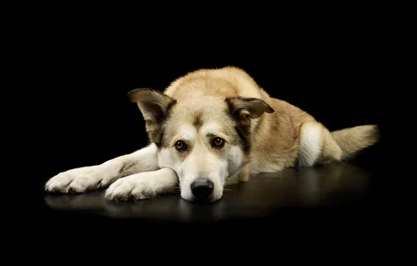 Studio Shot Adorable Mixed Breed Dog Lying Looking Tired — Stock Photo, Image