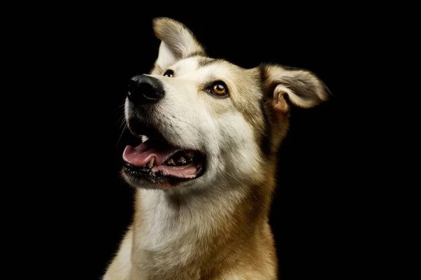 Portrait Adorable Mixed Breed Dog Amber Eyes Looking Seems Satisfied — Φωτογραφία Αρχείου