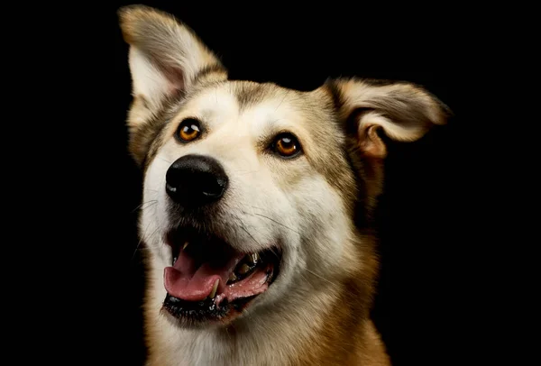 Portrait Adorable Mixed Breed Dog Amber Eyes Looking Seems Satisfied —  Fotos de Stock