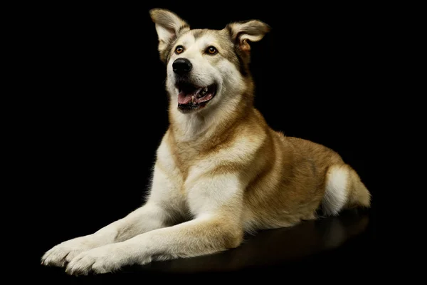 Estúdio Tiro Cão Raça Mista Adorável Deitado Olhando Satisfeito — Fotografia de Stock