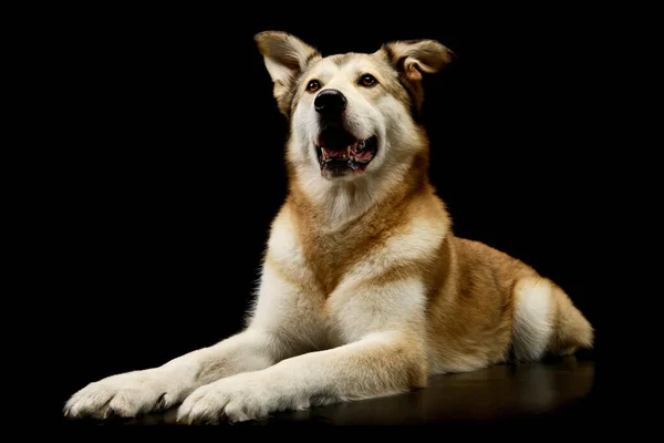 Studio Strzał Uroczy Mieszany Pies Kłamie Wygląda Satysfakcjonująco — Zdjęcie stockowe