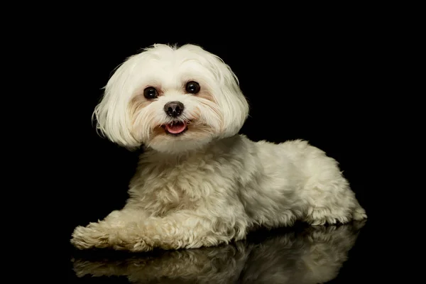 Studio Shot Adorable Maltese Lying Looking Satisfied Royalty Free Stock Photos