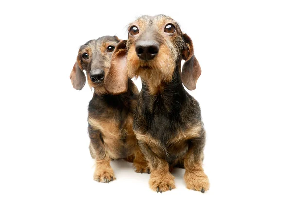 Studio Shot Two Adorable Dachshunds Sitting Looking Curiously Camera White Royalty Free Stock Images