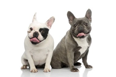 İki sevimli Fransız Bulldog 'un oturduğu ve dili sarkık bir şekilde komik göründüğü bir stüdyo fotoğrafı.