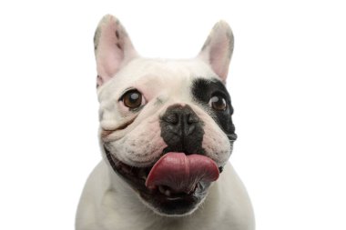 Portrait of an adorable French Bulldog looking funny with her tongue out