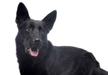 Siyah kürklü, güzel bir çoban köpeğinin portresi.