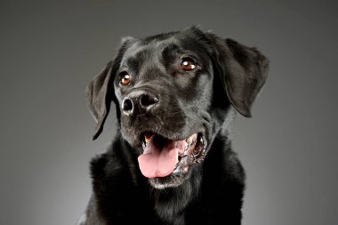 Tatmin olmuş bir Labrador av köpeğinin portresi.