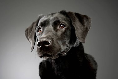 Portrait of an adorable Labrador retriever looking away curiously 