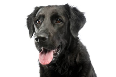 Tatmin olmuş bir melez köpeğin portresi. 