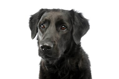 Çok tatlı bir melez köpeğin portresi. Merakla başka tarafa bakıyor.