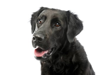 Tatmin olmuş bir melez köpeğin portresi. 