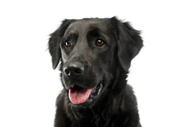 Asılmış dille tatmin olmuş sevimli melez bir köpeğin portresi.
