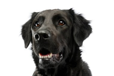 Çok sevimli bir melez köpeğin portresi. Merakla yukarı bakıyor.