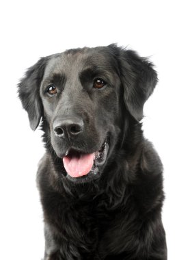 Beyaz arka planda tatmin olmuş, sevimli melez bir köpeğin portresi.