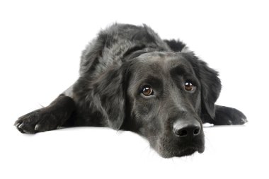 Uyuyan ve yorgun görünen sevimli melez bir köpeğin stüdyo fotoğrafı.