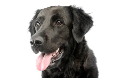 Dilini asan sevimli melez bir köpeğin portresi.