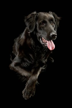 Sevimli bir melez köpeğin atölye çekimi. Yalan söylüyor ve tatmin olmuş görünüyor.