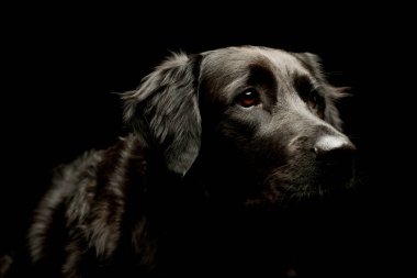 Portrait of an adorable mixed breed dog looking curiously with dramatic lighting