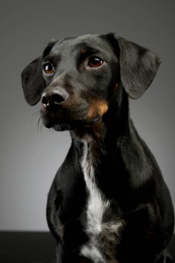 Portrait of a beautiful mixed breed dog with shiny fur looking curiously