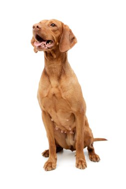 Studio shot of an adorable Magyar Vizsla sitting with hanging tongue