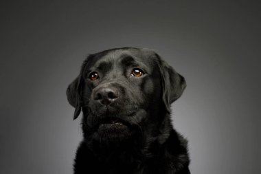 Portrait of a lovely labrador retriever looking curiously