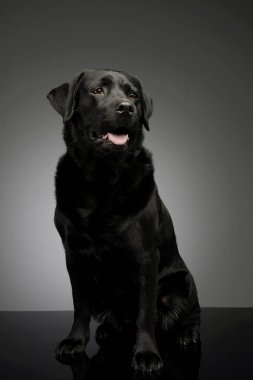 Labrador Retriever 'ın stüdyo fotoğrafı. Oturuyor ve tatmin olmuş görünüyor.