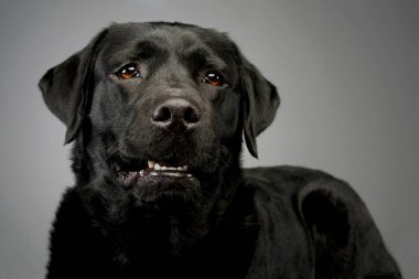 Portrait of a lovely labrador retriever looking curiously at the camera