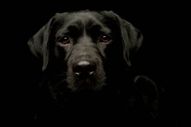 Portrait of a lovely labrador retriever looking curiously at the camera
