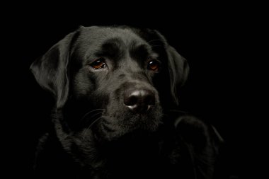 Portrait of a lovely labrador retriever looking curiously at the camera