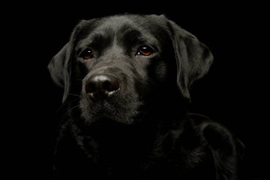 Portrait of a lovely labrador retriever looking curiously at the camera
