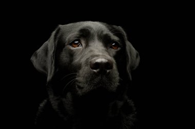 Portrait of a lovely labrador retriever looking curiously at the camera