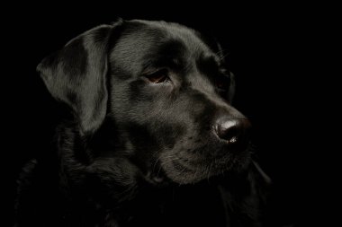 Portrait of a lovely labrador retriever looking curiously 