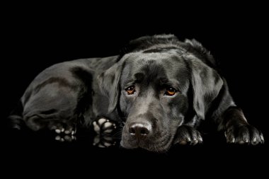 Studio shot of a lovely labrador retriever lying and looking tired