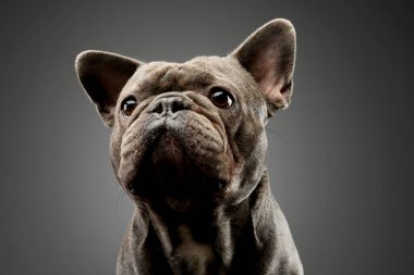 Portrait of an adorable french bulldog listening intently