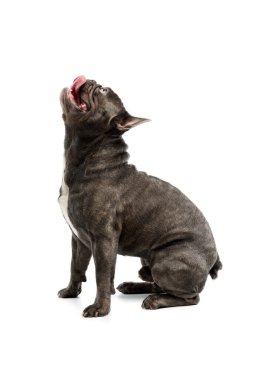Studio shot of a playful french bulldog sitting and looking funny
