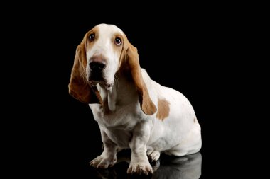 Studio shot of an adorable Basset hound sitting and looking up curiously
