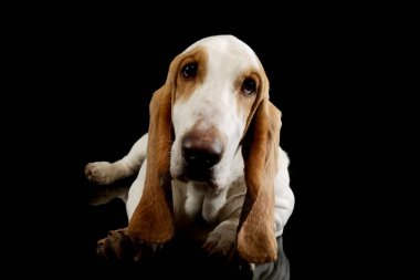 Studio shot of an adorable Basset hound lying and looking at the camera