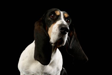 Portrait of an adorable Basset hound looking curiously 