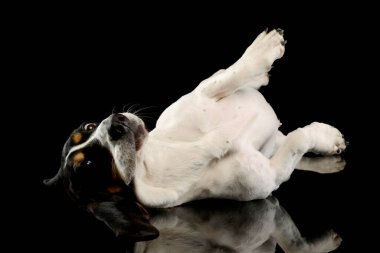 Studio shot of an playful Basset hound lying on her back