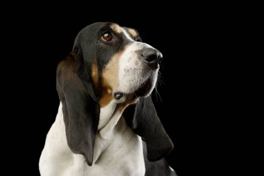 Portrait of an adorable Basset hound looking curiously 
